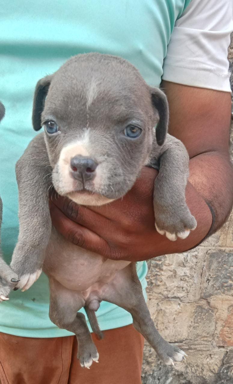 Female Pitbull puppy From Jaipur